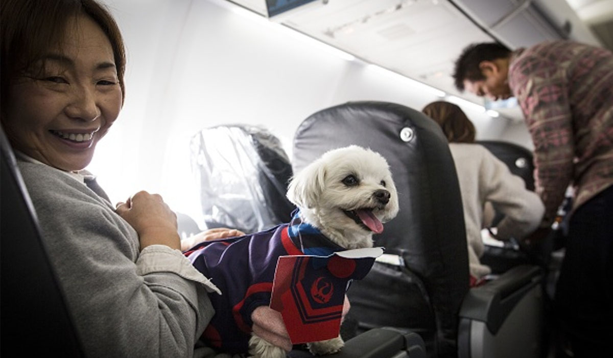 Animals allowed on Etihad Airways